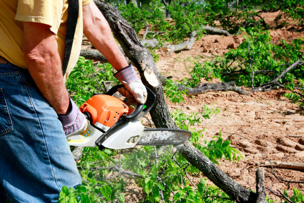 Best Tree Branch Trimming  in Atherton, CA